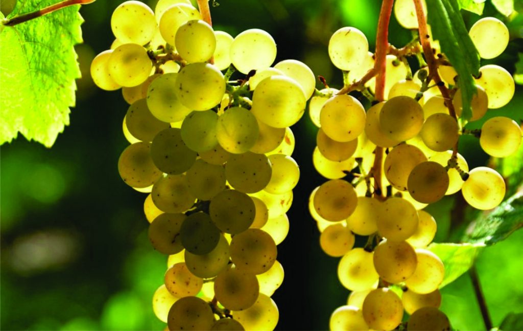 Georgischer Wein - mehr als 500 endemische Rebsorten - weiße Rebsorten