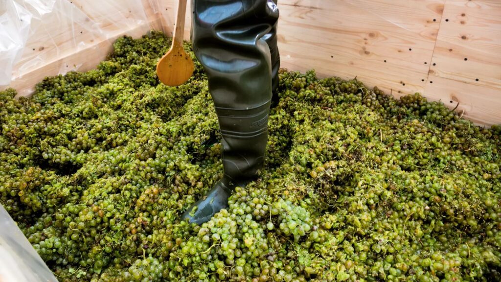 Saznacheli – die traditionelle georgische Weinpresse
