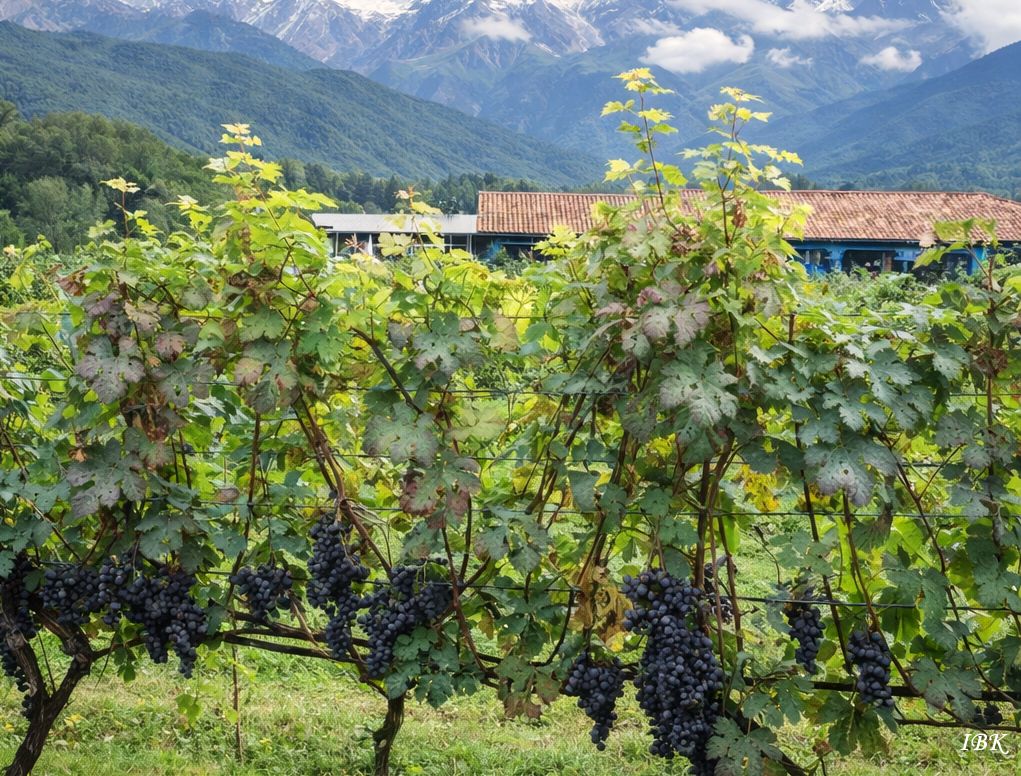 Weinberg in Georgien mit reifen dunklen Trauben im Vordergrund und schneebedeckten Kaukasusbergen im Hintergrund unter blauem Himmel.