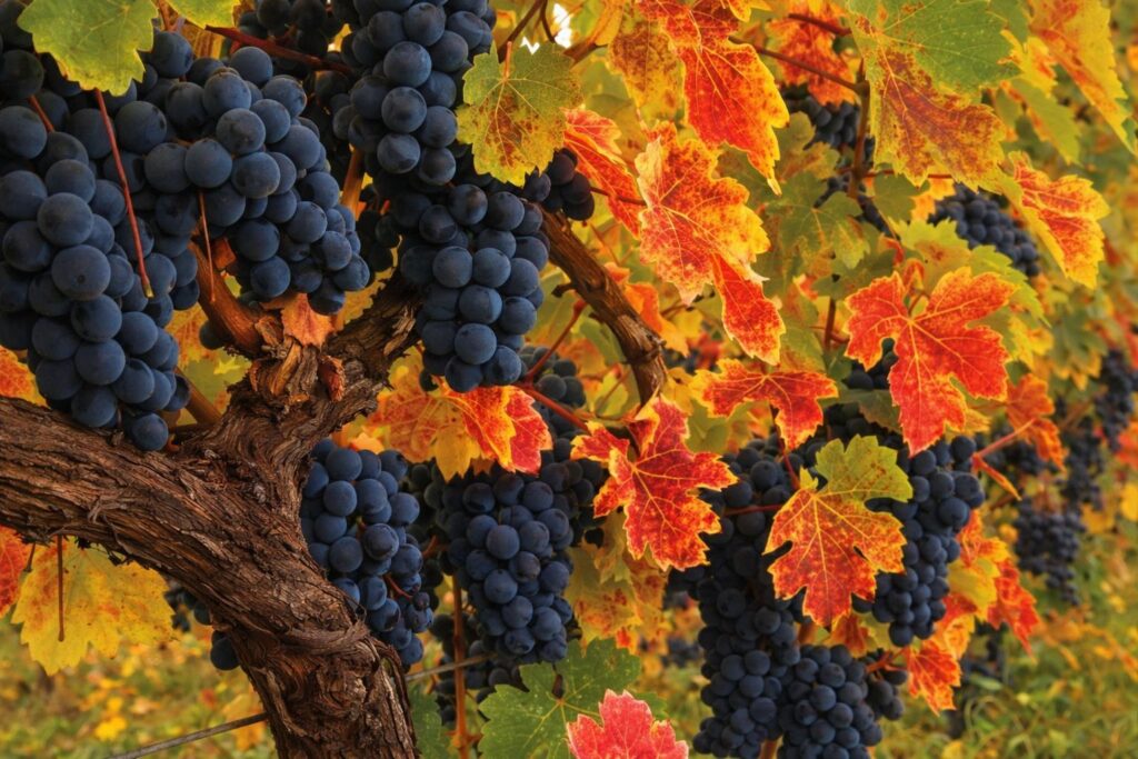 Reife dunkelblaue Weintrauben hängen an einem alten Rebstock in einem georgischen Weinberg, umgeben von rot‑gelben Herbstblättern im warmen Sonnenlicht.